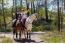 Manege bij Camping Samoza in het bos op de Veluwe VMP090